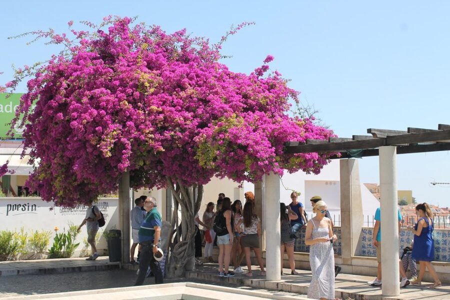Lisbon: Full-Day Private Walking Sightseeing Tour - Alfama, where Lisbon feels oldest
