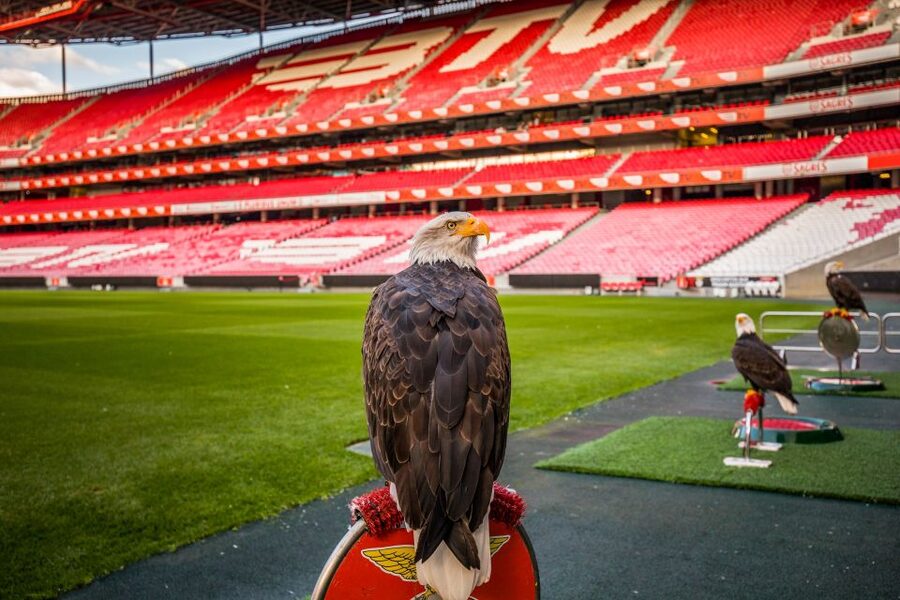 Lisbon: Luz Stadium Tour & SL Benfica Museum Ticket w/Scarf - Press room and the media side of match day
