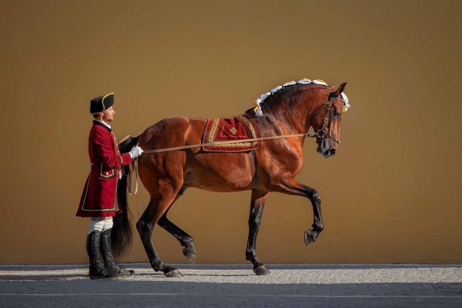 Lisbon: Morning of Equestrian Art with Lusitano Horses - What the horse care adds to the visit