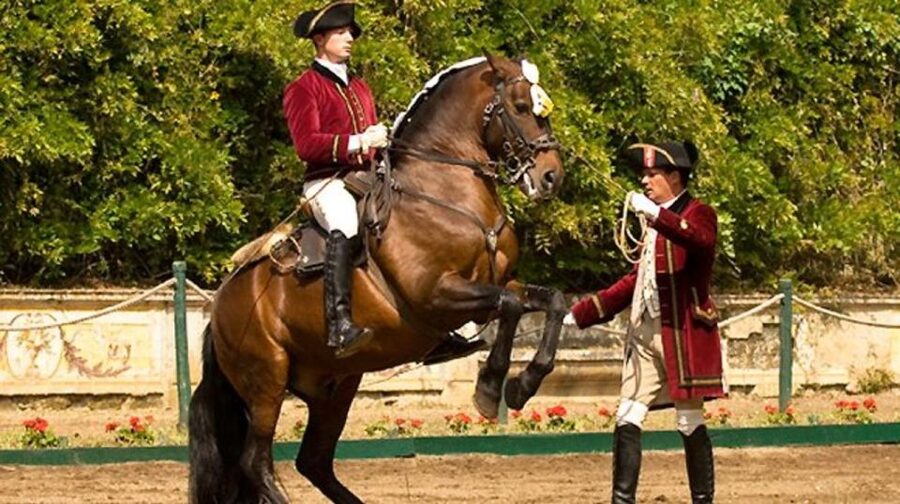 Lisbon: Morning of Equestrian Art with Lusitano Horses - The Nora Patio and the first look behind the scenes