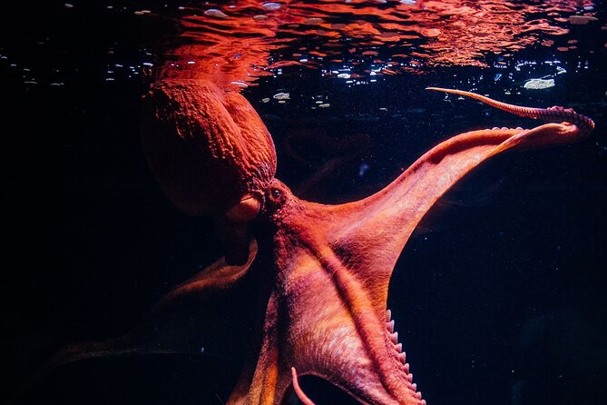 Lisbon Oceanario: Aquarium Entrance Ticket - Forests Underwater by Takashi Amano