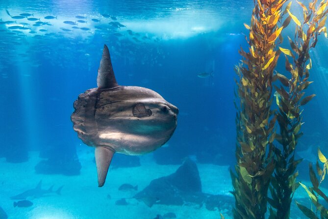 Lisbon Oceanario: Aquarium Entrance Ticket - Getting there and fitting it into Lisbon