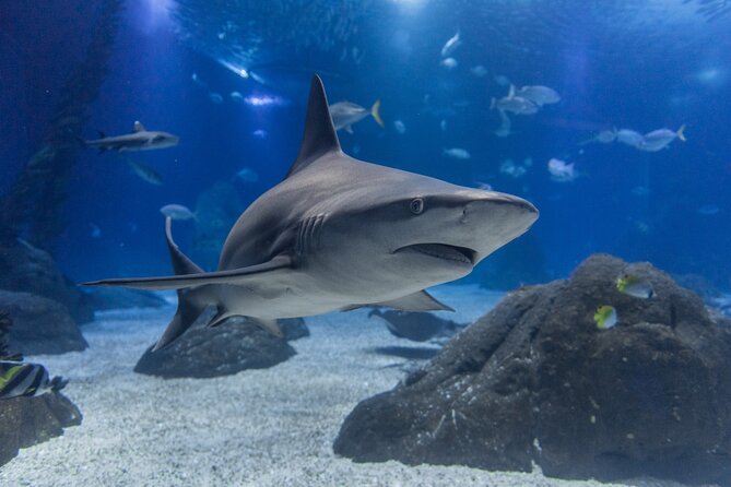 Lisbon Oceanario: Aquarium Entrance Ticket - Who will enjoy this experience most?