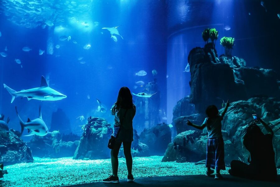 Lisbon: Oceanário de Lisboa Entrance Ticket - What the $29 Oceanário Ticket Includes