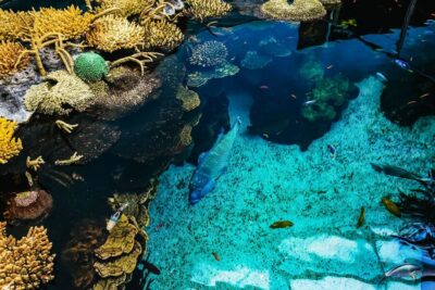 Oceanário de Lisboa Entrance Ticket
