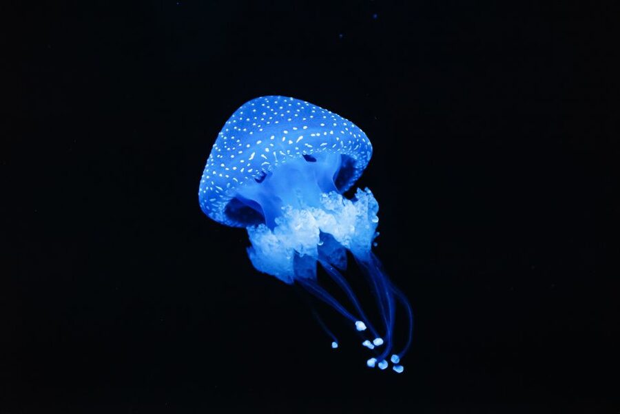 Lisbon: Oceanário de Lisboa Entrance Ticket - The Central Tank Deserves Your Time
