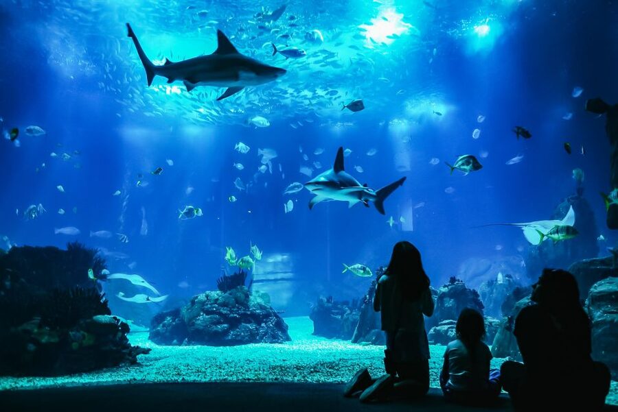 Lisbon: Oceanário de Lisboa Entrance Ticket - Four Habitats, Four Different Moods