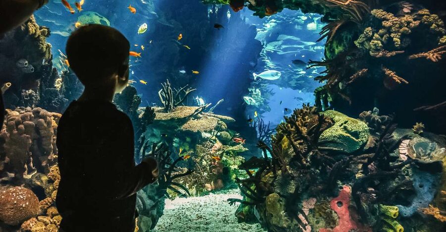 Lisbon: Oceanário de Lisboa Entrance Ticket - The Forests Underwater Exhibition