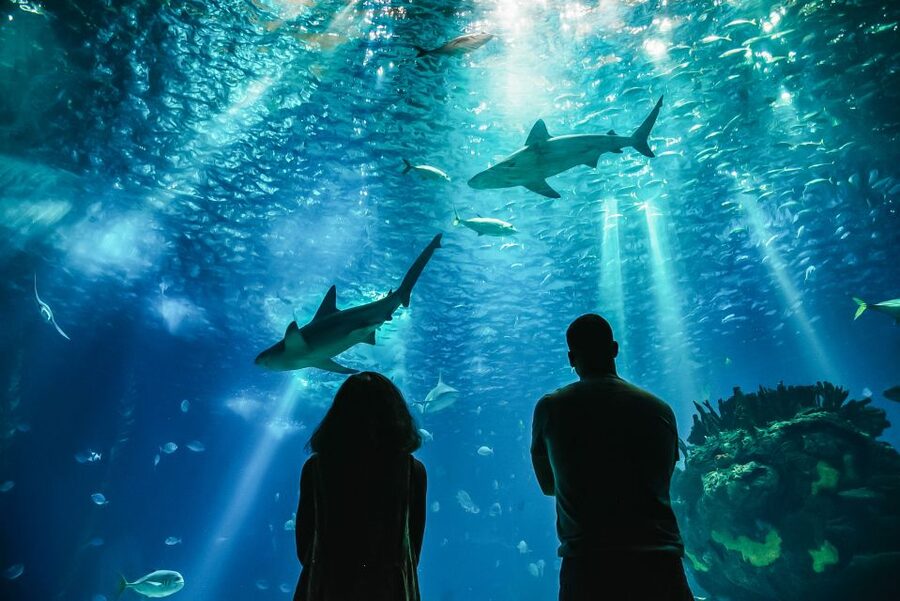 Lisbon: Oceanário de Lisboa Entrance Ticket - Should You Add a Guided Tour?