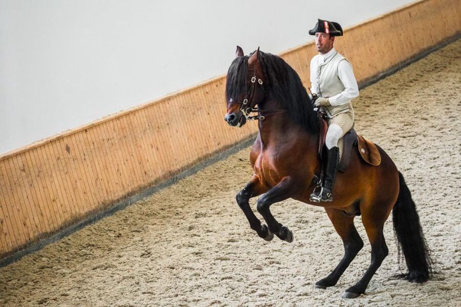 Lisbon: Portuguese Riding School Trainig with Lusitano Horse - Watching the warm-up in period costume