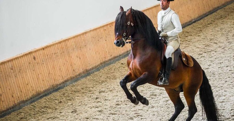 Lisbon: Portuguese Riding School Trainig with Lusitano Horse - The ticket detail you should not miss