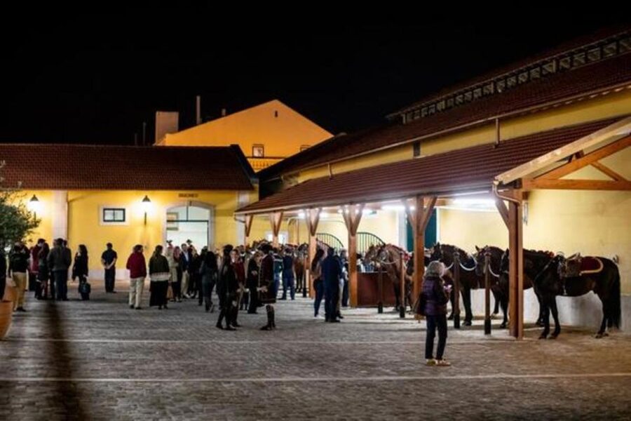 Lisbon: Portuguese Riding School Trainig with Lusitano Horse - Is $17 good value?