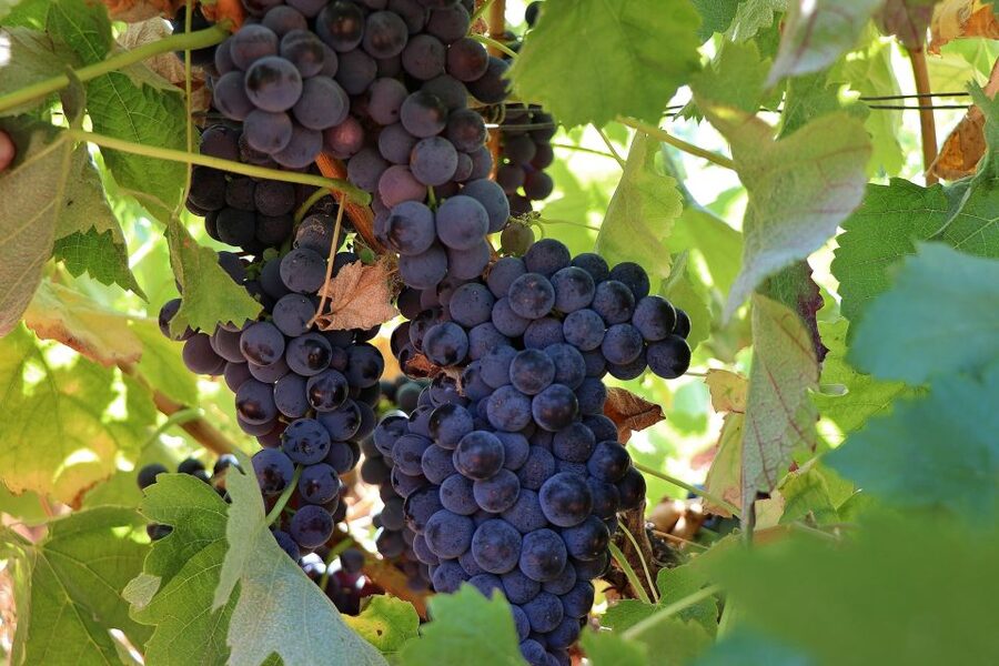 Lisbon Private Setúbal Region Wine Tasting Tour - Assis Lobo And A More Personal Winery Visit