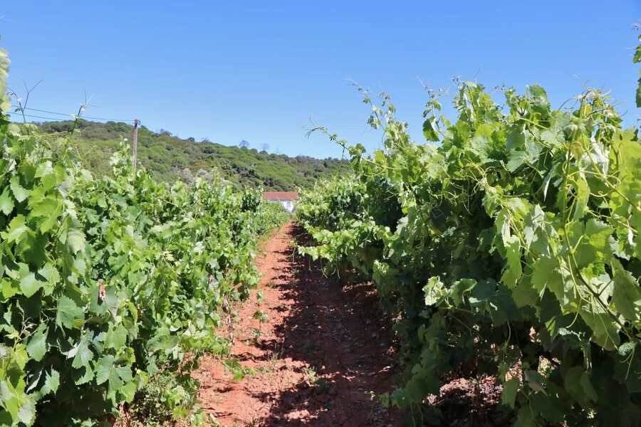 Lisbon Private Setúbal Region Wine Tasting Tour - Choosing Between Ten Wines And A Full Portuguese Lunch