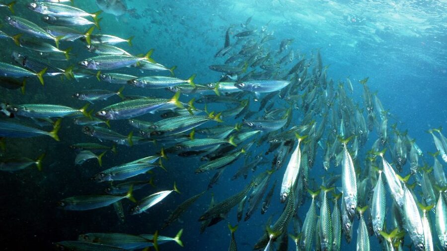 Lisbon: Snorkelling in Sesimbra/Arrábida Natural Park - Why this marine park makes a better outing than a quick beach snorkel