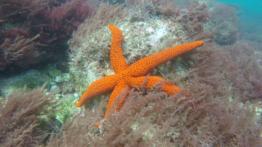 Lisbon: Snorkelling in Sesimbra/Arrábida Natural Park - What to pack, and what to leave behind
