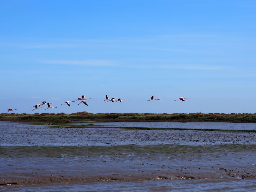 Lisbon: Tagus Estuary Nature Reserve Birdwatching Boat Tour - Five things to know before you go