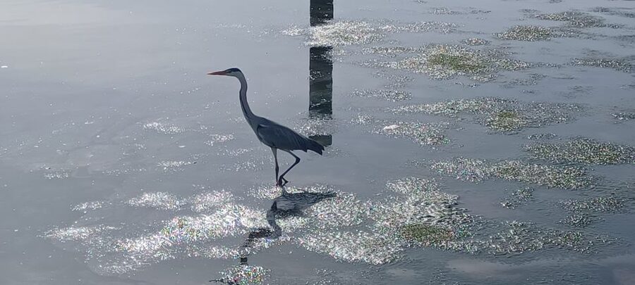 Lisbon: Tagus Estuary Nature Reserve Birdwatching Boat Tour - Comfort, equipment, and what to bring
