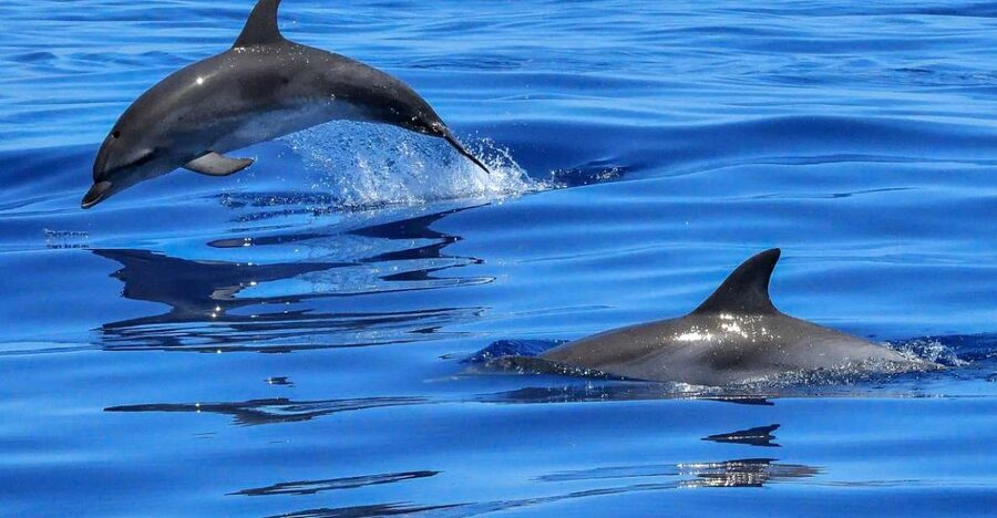 Lisbon: Tagus River Cruise to the Ocean & Dolphin Watching - Starting at Estação Fluvial Sul e Sueste