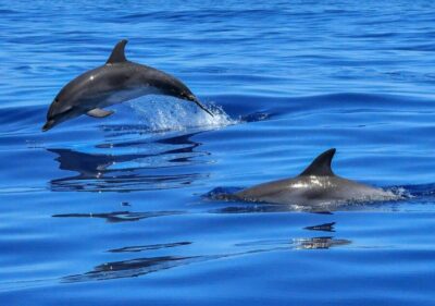 Tagus River Cruise to the Ocean & Dolphin Watching