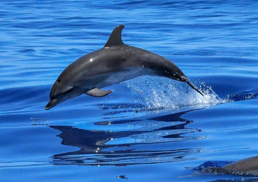 Lisbon: Tagus River Cruise to the Ocean & Dolphin Watching - Algés and the Return Toward Belém