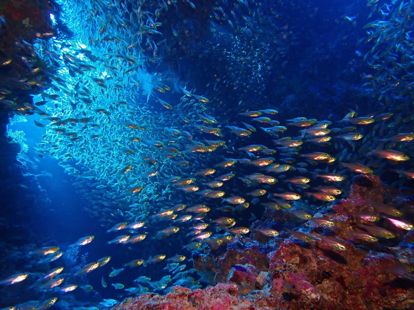 Lisbon: Try Dive in Arrábida Marine Reserve Setubal Sesimbra - The marine life you may encounter