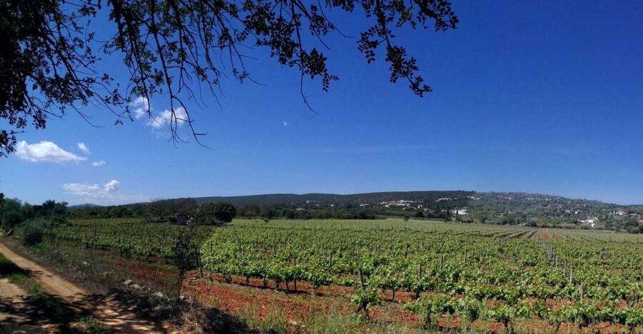 Loulé: Quinta da Tôr Winery Guided Tour and Wine Tasting - Key points to know before you go