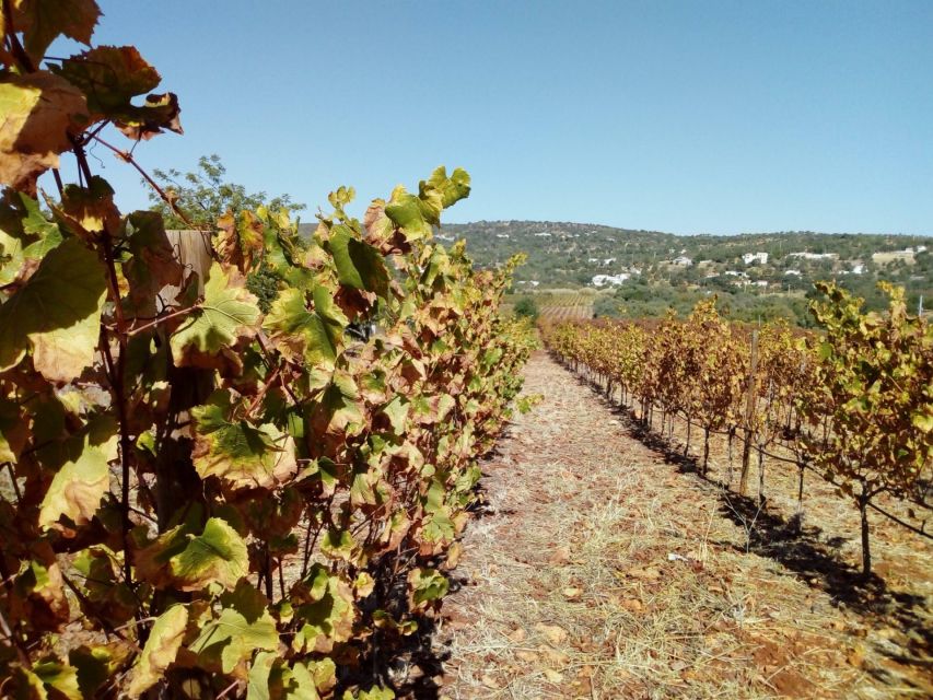 Loulé: Quinta da Tôr Winery Guided Tour and Wine Tasting - Getting there from Faro and planning the timing