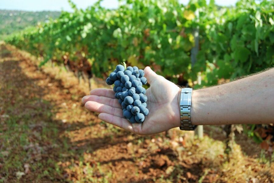 Loulé: Quinta da Tôr Winery Guided Tour and Wine Tasting - Is the $21 price good value?