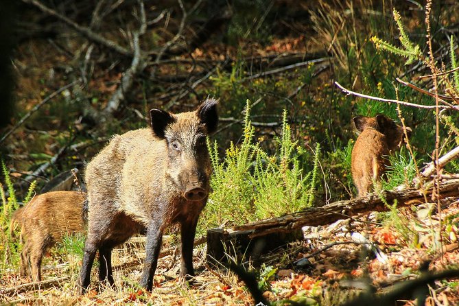 Lousa Mountain Private Tour - Alfredo’s guiding style and the private advantage
