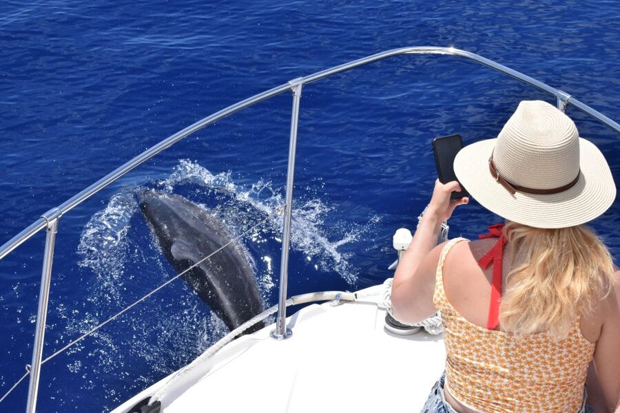 Madeira: 2.5-Hour Whale and Dolphin-Watching Cruise - Who will enjoy this Madeira cruise?
