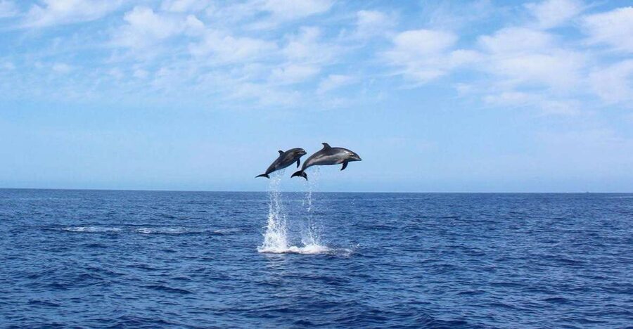 Madeira: 2.5-Hour Whale and Dolphin-Watching Cruise - From Calheta Marina to the open water
