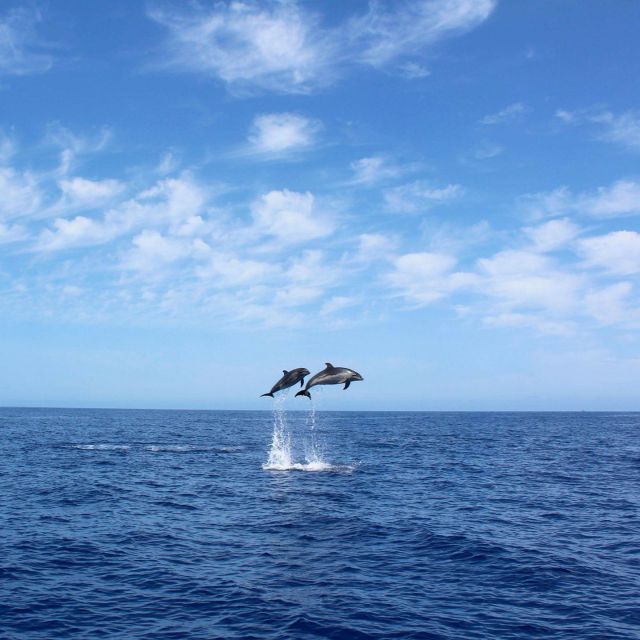 Madeira: 2.5-Hour Whale and Dolphin-Watching Cruise - Watching dolphins and whales without chasing them