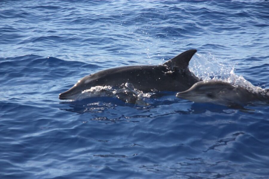 Madeira: 2.5-Hour Whale and Dolphin-Watching Cruise - Madeira’s southwest coast from the sea