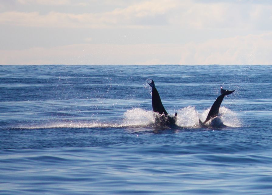 Madeira: 2.5-Hour Whale and Dolphin-Watching Cruise - The swim and snorkeling stop
