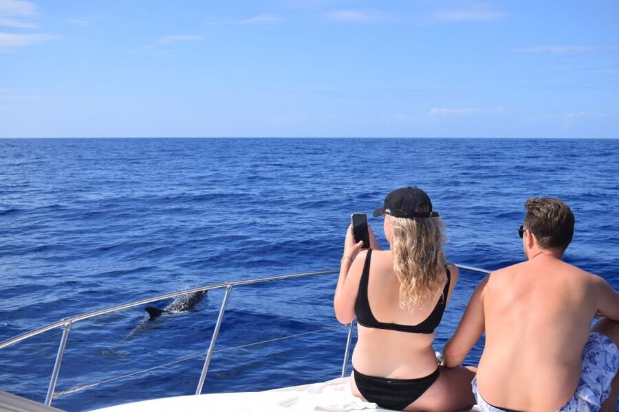 Madeira: 2.5-Hour Whale and Dolphin-Watching Cruise - The return ride and included photos