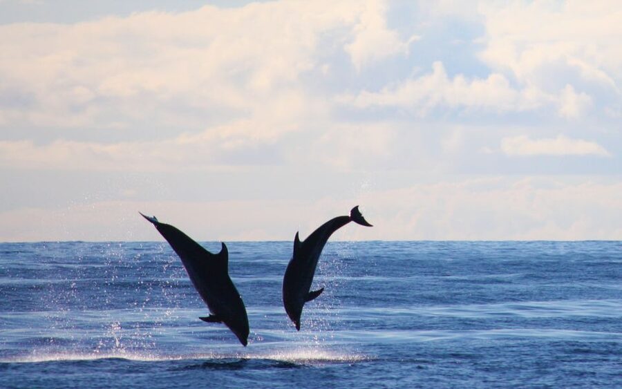 Madeira: 2.5-Hour Whale and Dolphin-Watching Cruise - Is $81 a fair price?