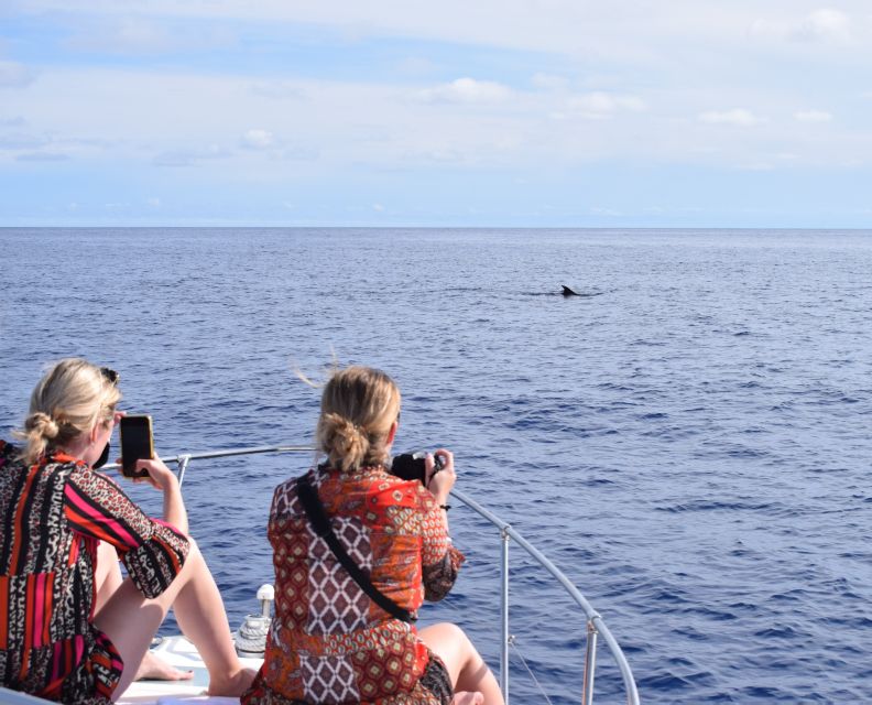 Madeira: 2.5-Hour Whale and Dolphin-Watching Cruise - A comfortable boat for 2.5 hours
