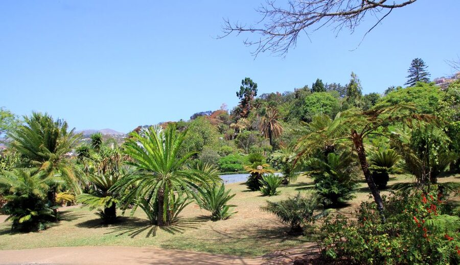 Madeira: Botanical Garden in a Tuk-Tuk Tour - Why the Botanical Garden Is Worth the Climb