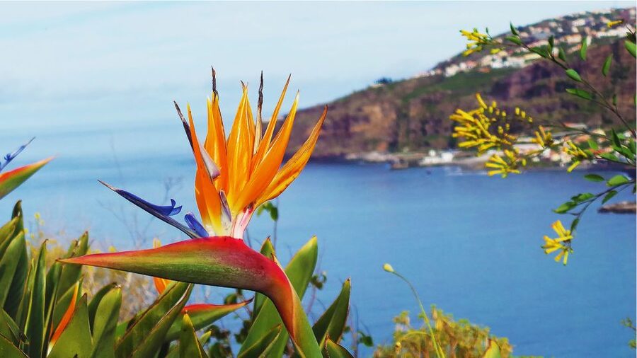 Madeira: Cabo Girao, Jeep Tour Adventure and Wine Tasting - What to pack and who should book