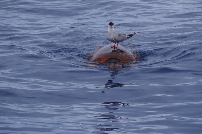 Madeira Dolphin and Whale Watching on a Ecological Catamaran - Câmara de Lobos and Reid’s Hotel from the water