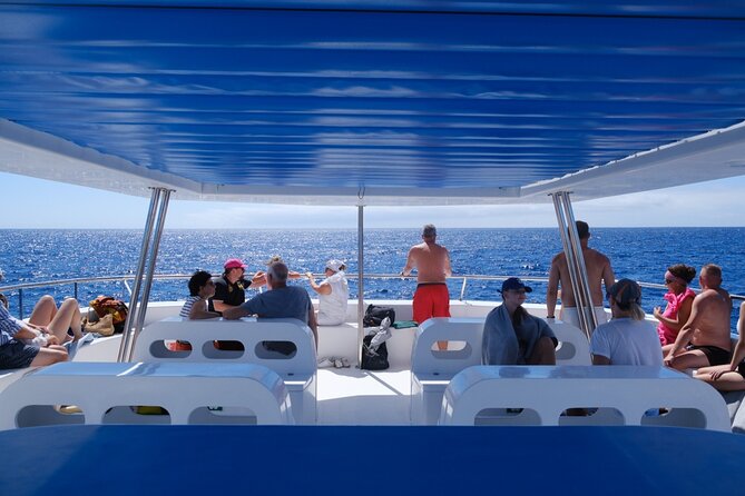 Madeira Dolphin and Whale Watching on a Ecological Catamaran - How much value do you get for $42.33?