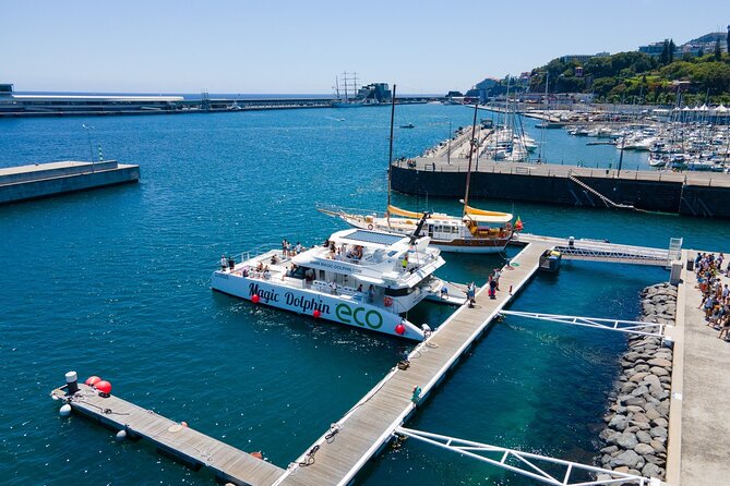 Madeira Dolphin and Whale Watching on a Ecological Catamaran - Who will enjoy this cruise most?