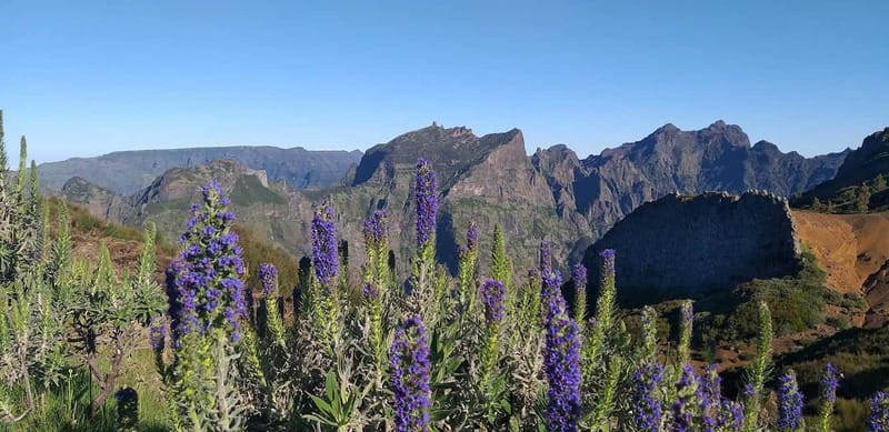 Madeira East Island Tour and Levada Walk - Why this east Madeira day works well