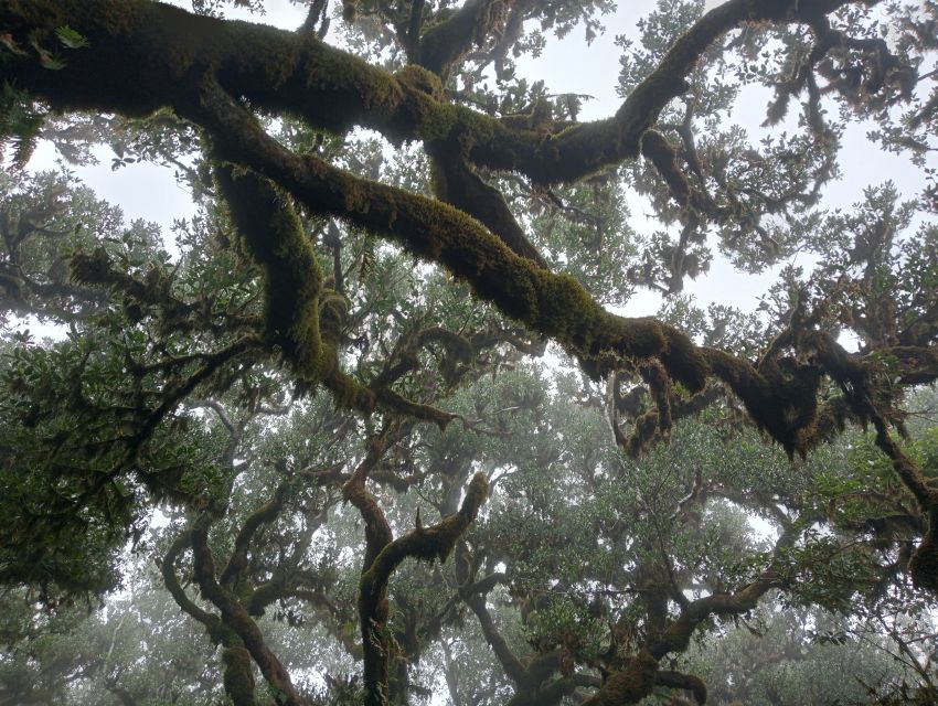 Madeira: Fanal Forest Guided Hiking Tour - Key points to know before booking