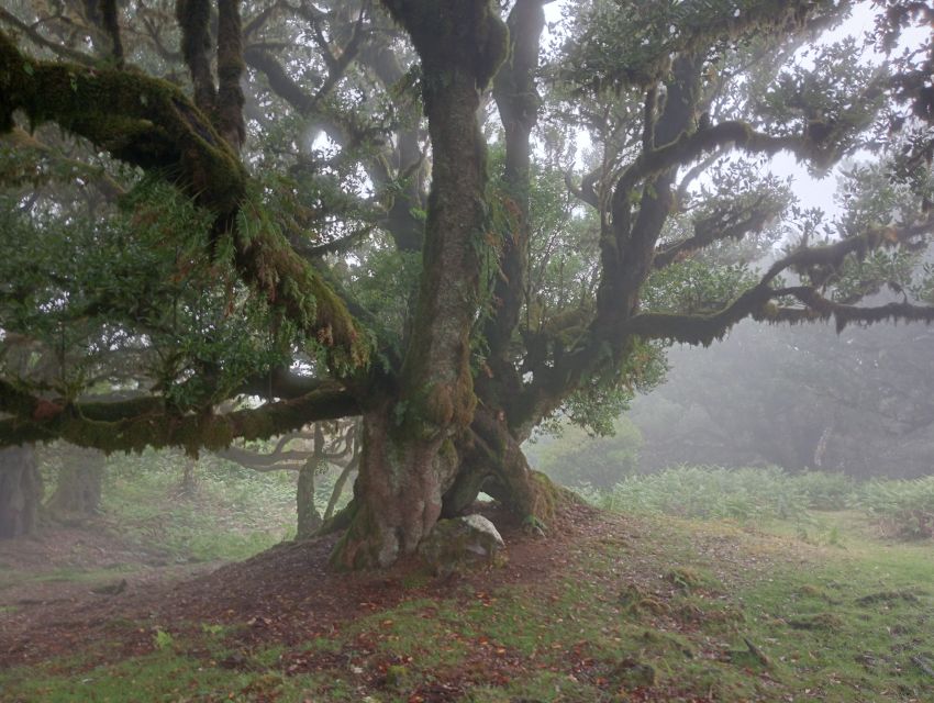 Madeira: Fanal Forest Guided Hiking Tour - Walking among Fanal’s centennial trees