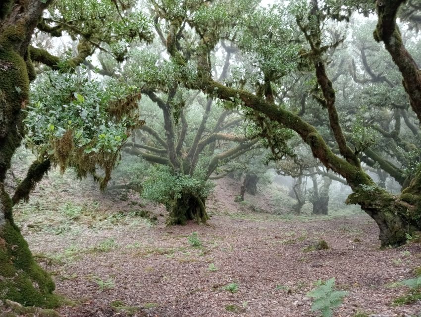 Madeira: Fanal Forest Guided Hiking Tour - Mist, sunlight, and views toward the north coast