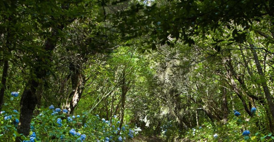 Madeira: Full-Day Laurel Forest Guided Walking Tour - Key points to know before you book