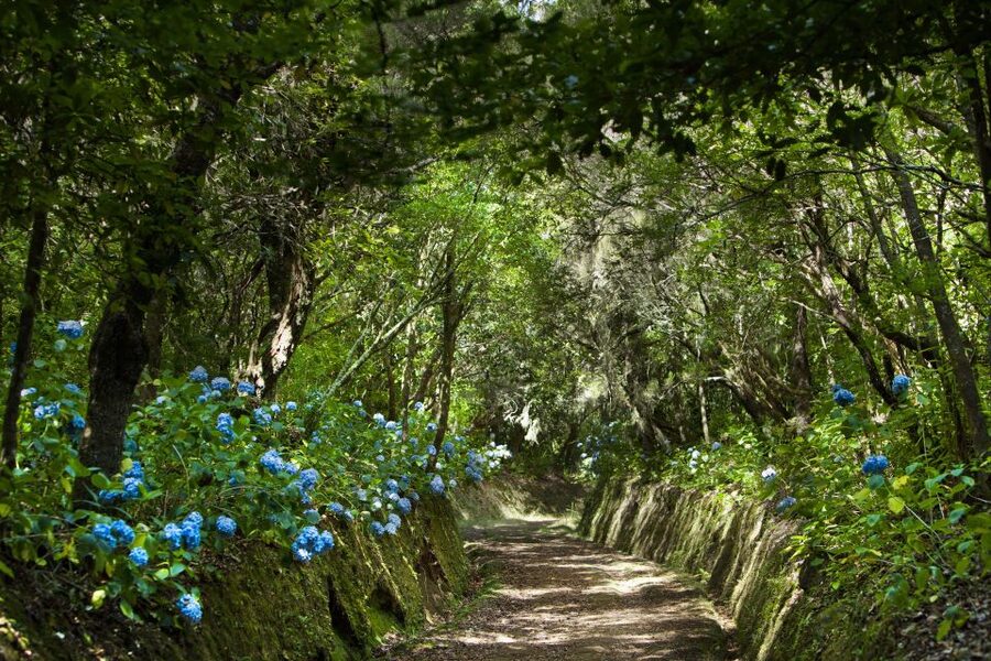 Madeira: Full-Day Laurel Forest Guided Walking Tour - Why this Laurel Forest hike is worth your day