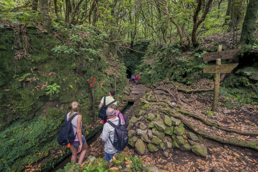 Madeira: Full-Day Laurel Forest Guided Walking Tour - Walking beside the historic levada